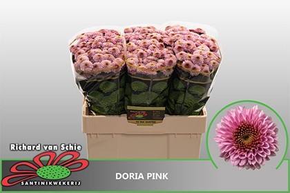 Santini Doria Pink 1250gr "T25" Rs.