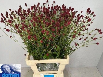 Sanguisorba Officinalis Boavista 70cm "T25"