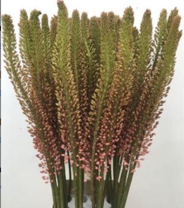 Eremurus Hol. Macarena 120cm (30cm flor) Rs.