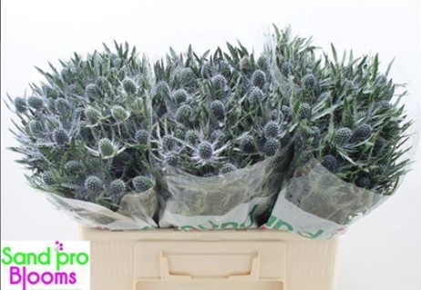 Eryngium Hol. Blue Lagoon 50cm
