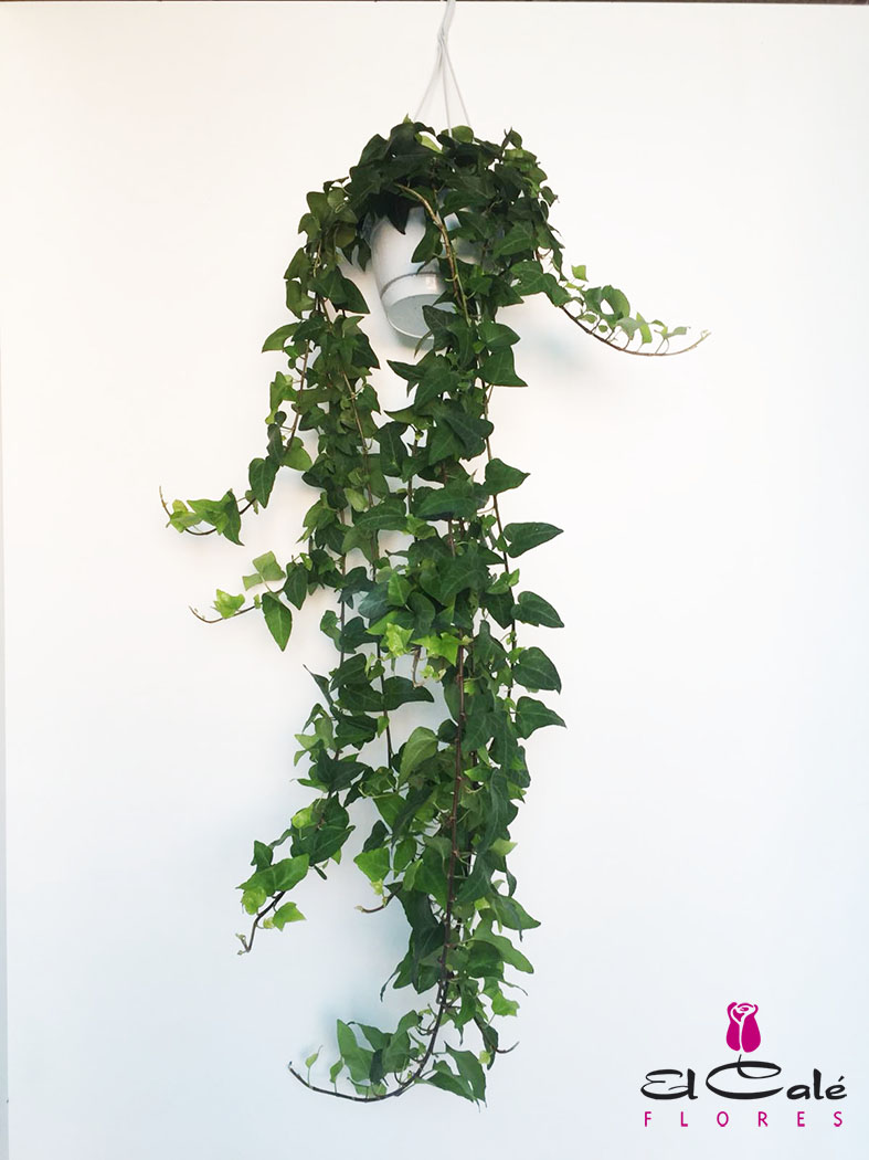 P. Hedera He Mein Herz 17/100cm