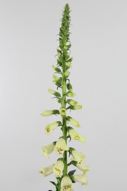 Digitalis Hol. Camelot Cream 70cm