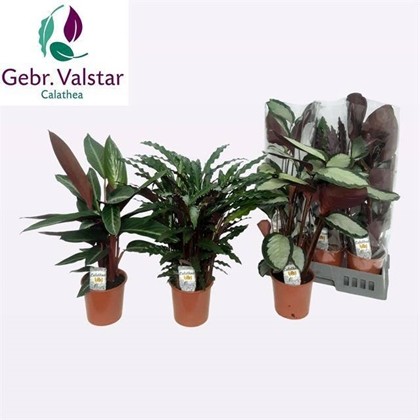 P. Calathea Mixta 5 Srt.17/65cm  x6