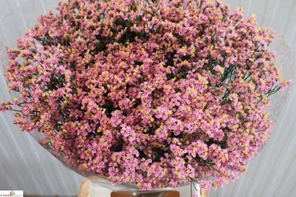 Limonium Hol. Anouchka Dia 80cm 50gr "T25" Rs.