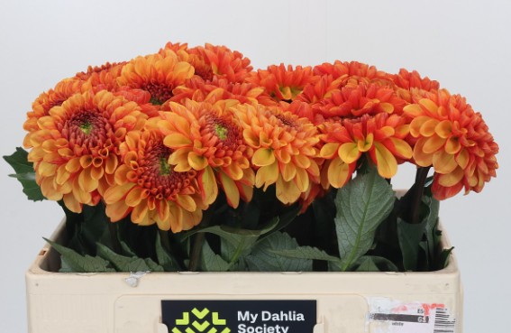 Dalia Hol. American Sunset 50cm "CC20"