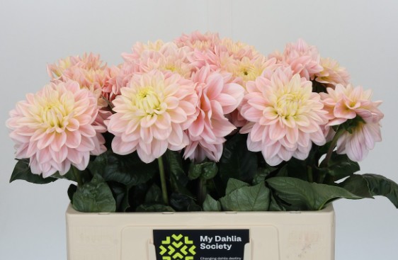 Dalia Hol. Dianas Memory 50cm "CC30"