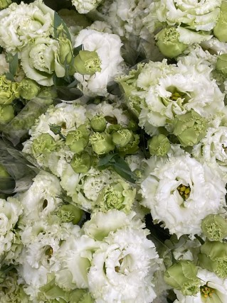 Lisiantus Nac. Rizado Lime 70cm