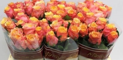 Rosa Hol. Melange 60cm