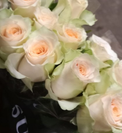 Rosa Hol. Imani  60cm (7 Dias - 2)