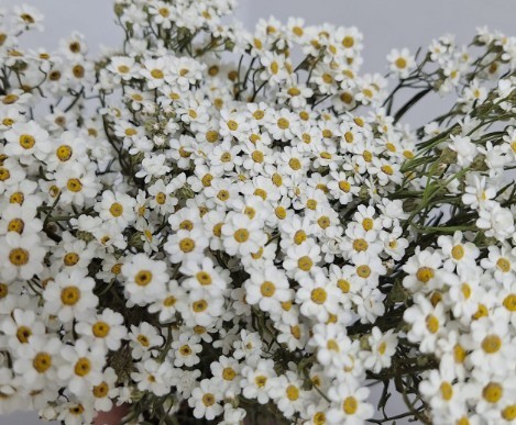 Ixodia Italia 50cm (7 Dias - 2)
