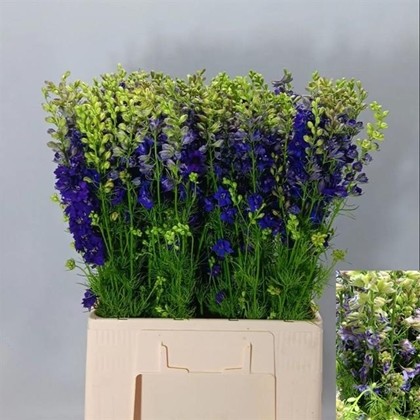 Delphinium Hol. Cons R Q Dark Blue 70cm (7 Dias - 2)