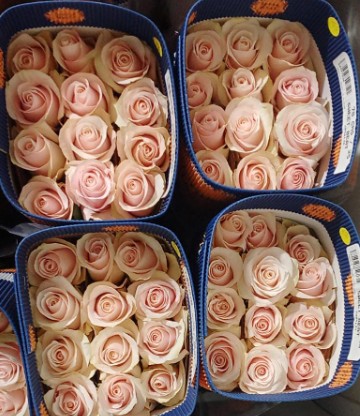 Rosa Ecu. Sweet Beat 60cm (7 Dias - 2)