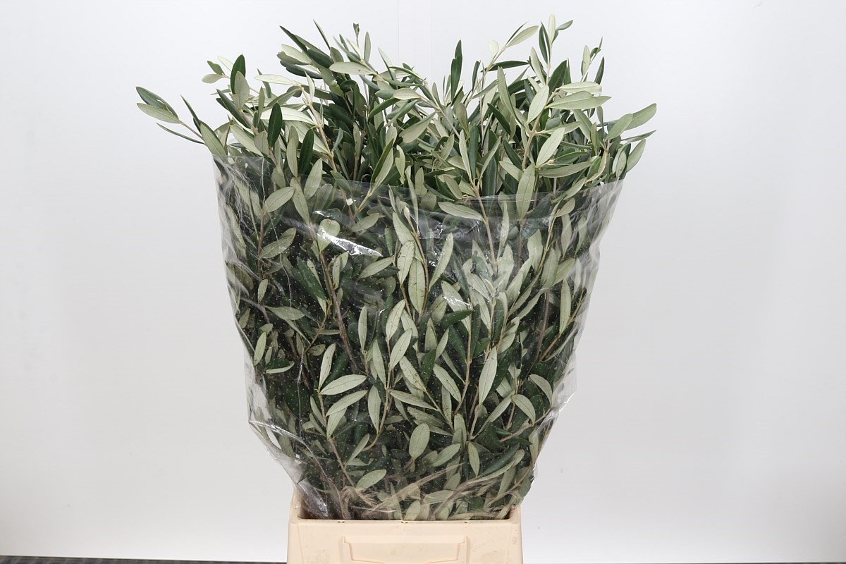 Olivo Italia 70cm 350gr (7 Dias - 2)
