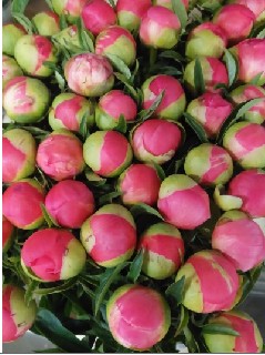 Peonia Coral Sunset 55cm "AA "
