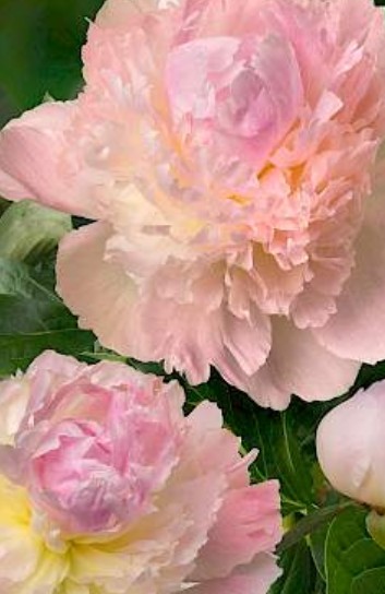 Peonia Hol. Chiffon Parfait 60cm Rs."AA"