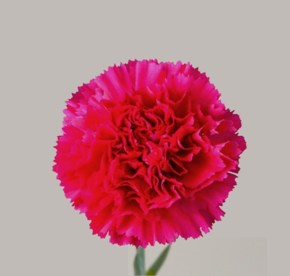 Clavel Col. Fancy Bizet Open Fuc.