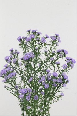 Aster Hol. Baby Blue 85cm 45gr "T25"