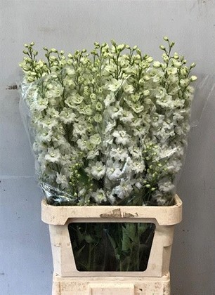 Delphinium Hol. El Dew Improve White 110cm