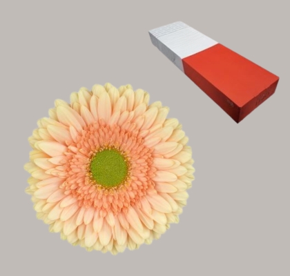 Gerbera Hol. Carlita "T25"