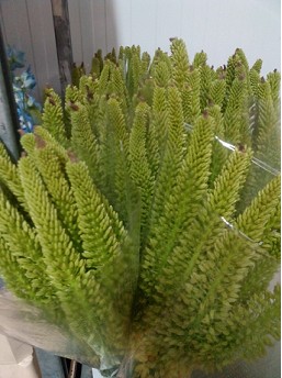 Eremurus Hol. Moneymaker 100cm (30cm flor)