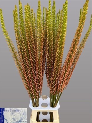 Eremurus Hol. Rumba 140cm (50cm flor) nj/sal