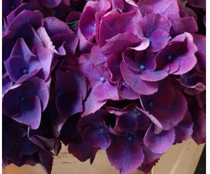 Hortensia Hol. Royal Opera 50cm 18/20