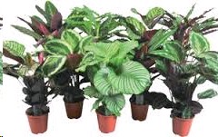 P. Calathea Mixta 19/75cm x 5