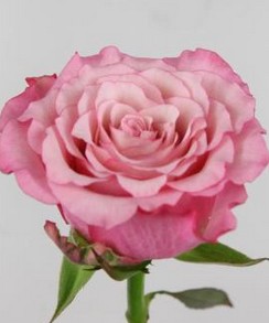 Rosa Hol. Ramonda 50cm