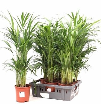 P. Dypsis Lutescens 17/70cm x6