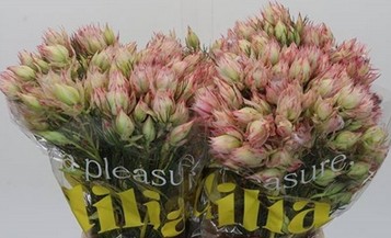 Safari  Bridal Pink 40cm
