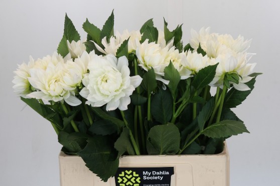 Dalia Hol. Margot 60cm "CC40"