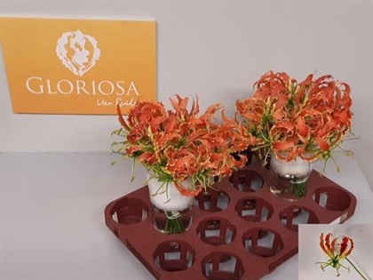 Gloriosa Sparkling Orange 20cm "T20"