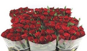 Rosa Hol. Simply Red 50cm