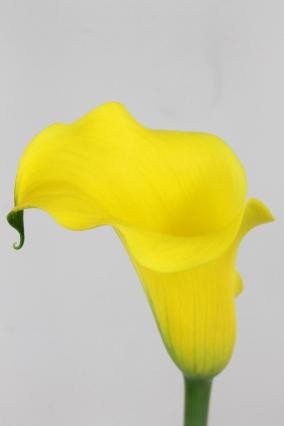 Calla Sunny Art 55cm