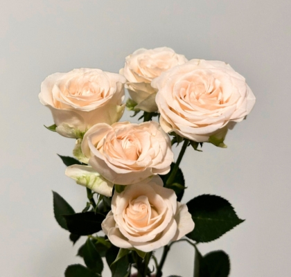 Ramificada Sofie 40cm