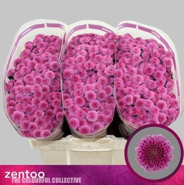 Santini Kismo Pink 1200gr "T25" Rs.