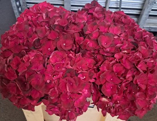 Hortensia Hol. Mag. Dark Ruby 50cm 18/20