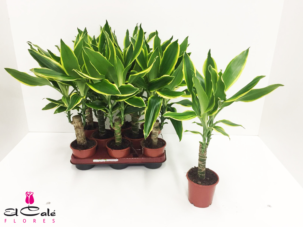 P. Dracena Frag Gold Queen 11/40cm x8