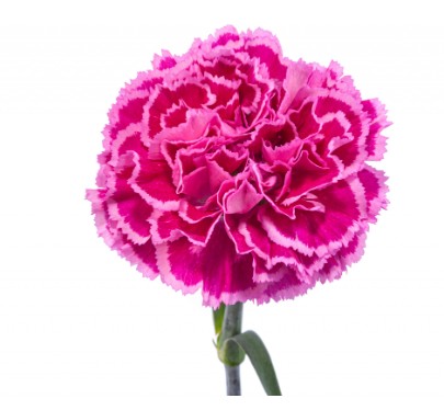 Clavel Col. Fancy Nobbio Cherry