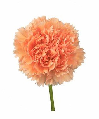 Clavel Col. Fancy Gobi Nj.
