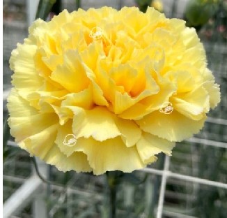 Clavel Col. Fancy Golden Gate Am.