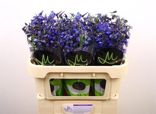 Delphinium Hol. En Donna 70cm "T10"