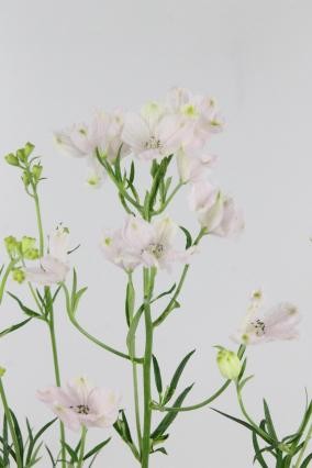 Delphinium Energy Pink 50cm "T10"