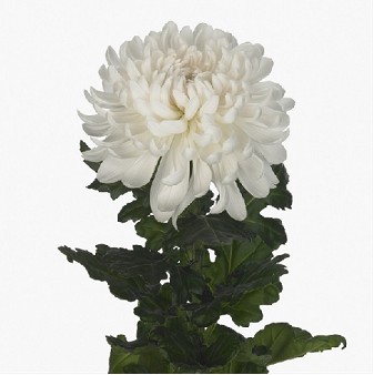 Uniflor Hol. Antonov 100gr 75cm Blanco