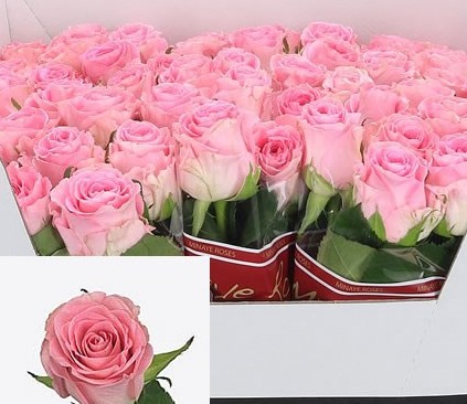 Rosa Hol. Seductive@ 60cm A2