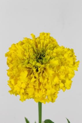 Tagete E Promise Yellow 75cm (7 Dias - 2)