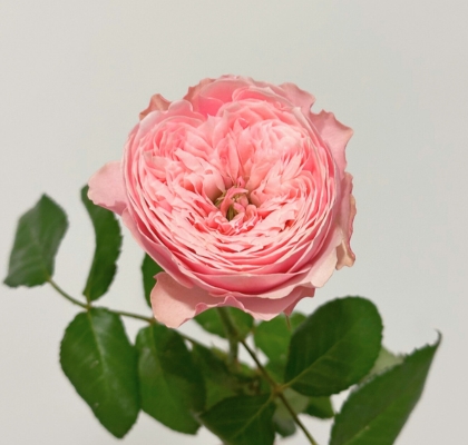Rosa Hol. Northanger Abbey 40cm Rs. (7 Dias - 2)