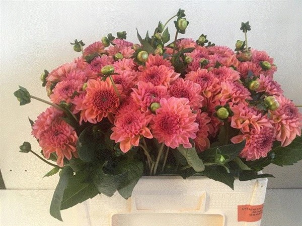 Dalia Hol. Dec Sebastian 50cm "CC50" (7 Dias - 2)