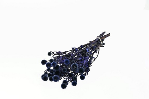 Echinops Preservado Natural Azul 50cm 100g