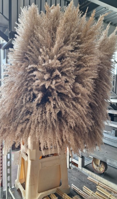Cortaderia Hol. Gyne Sagii 110cm